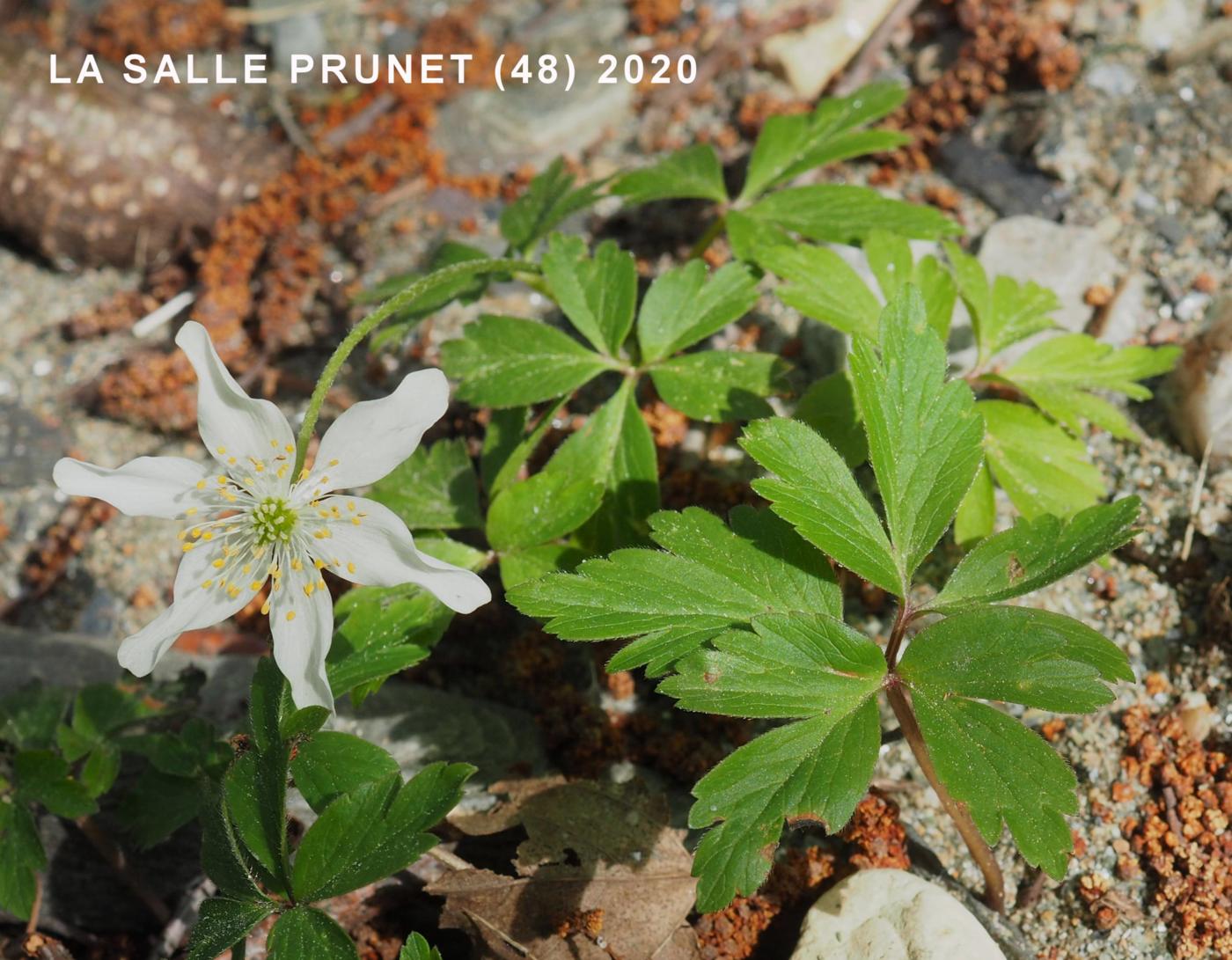 Anemone, Wood leaf